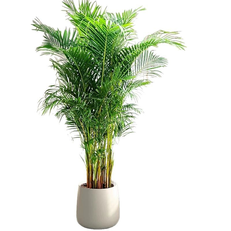 Artificial Green Plant High-End Light Luxury Anthurium Floor Potted Fake Flower Tree Indoor Living Room Bionic Plant Decorative Ornament