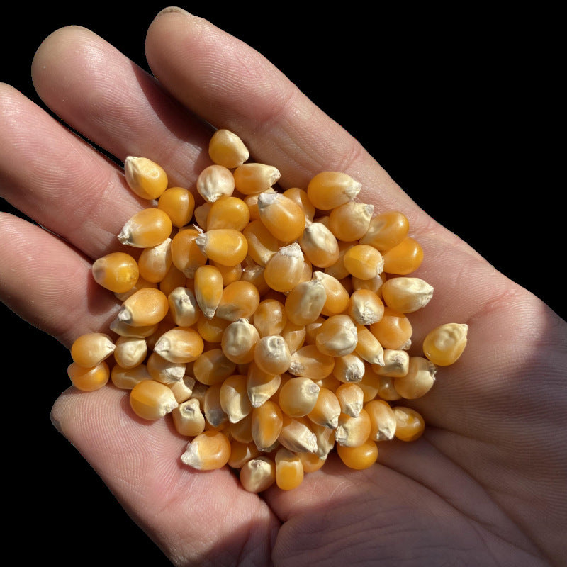 Explosive Corn Kernels Ball-Shaped Butterfly-Shaped Popcorn New Stock In-Stock Manufacturer Wholesale Luhu Ball Popcorn40Farm Products
