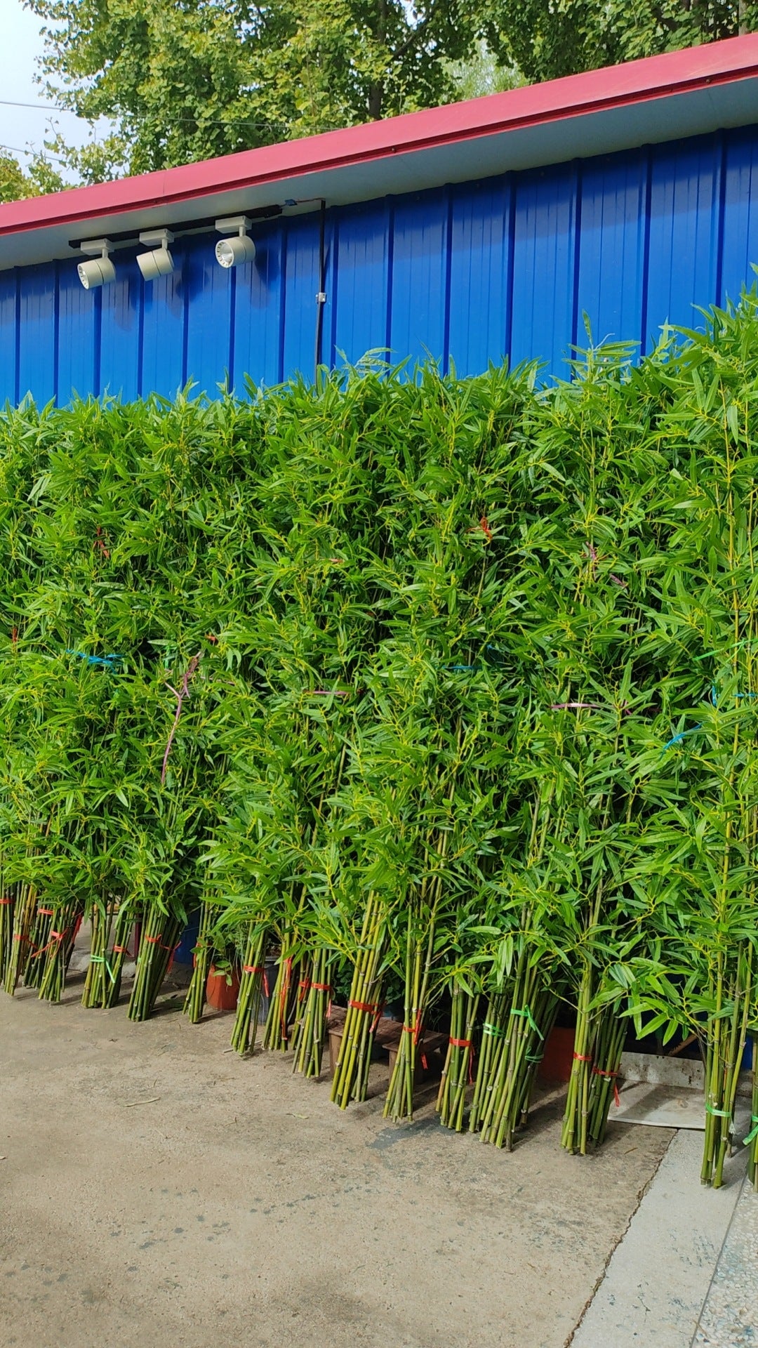 Artificial Bamboo Fake Bamboo Hotel Restaurant Home Indoor Partition Decoration Wholesale Green Plant