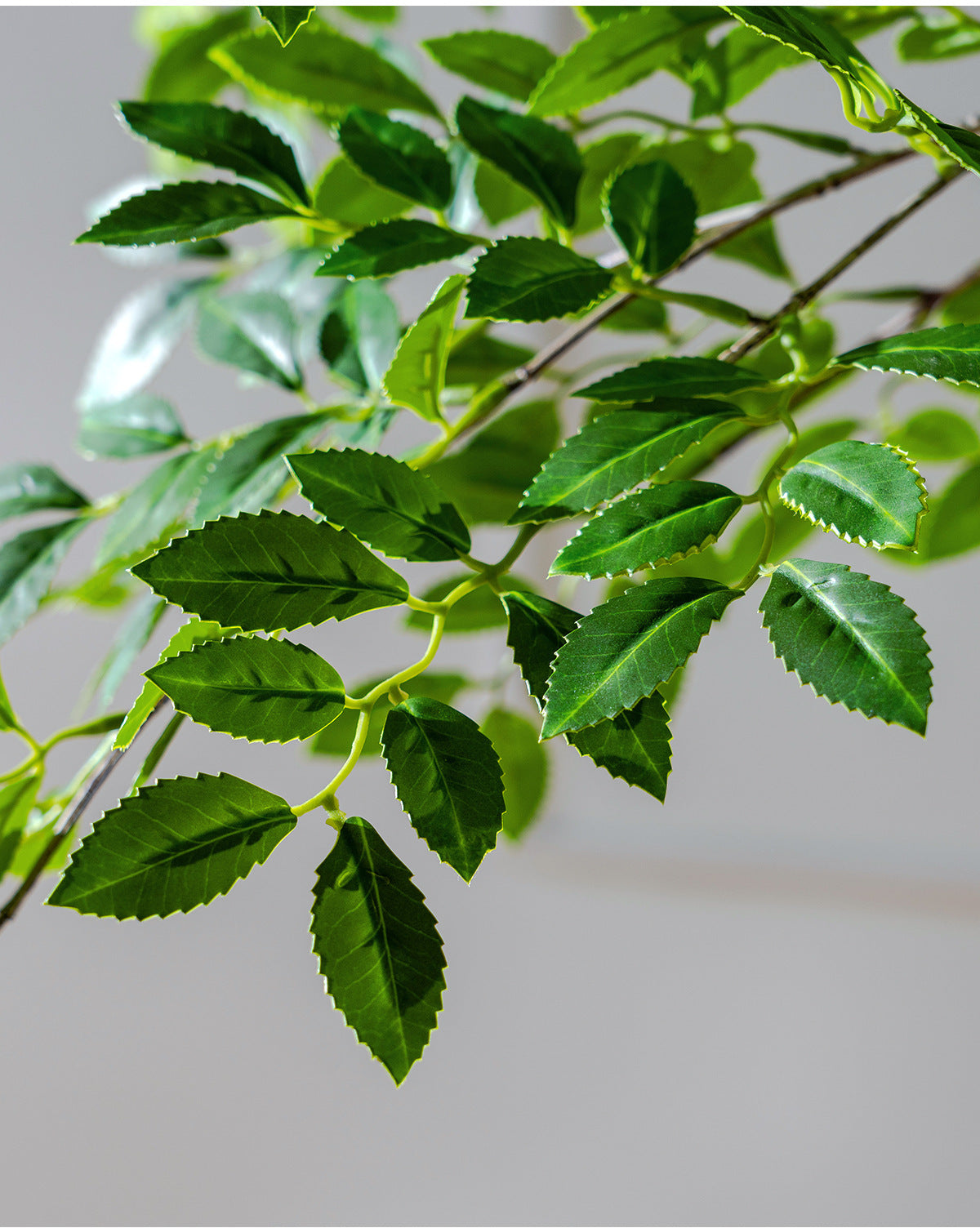 High-End Artificial Green Plant Elm Money Tree Banyan Tree Large Floor Plant Indoor Living Room Atmosphere Fake Tree Landscaping Decoration