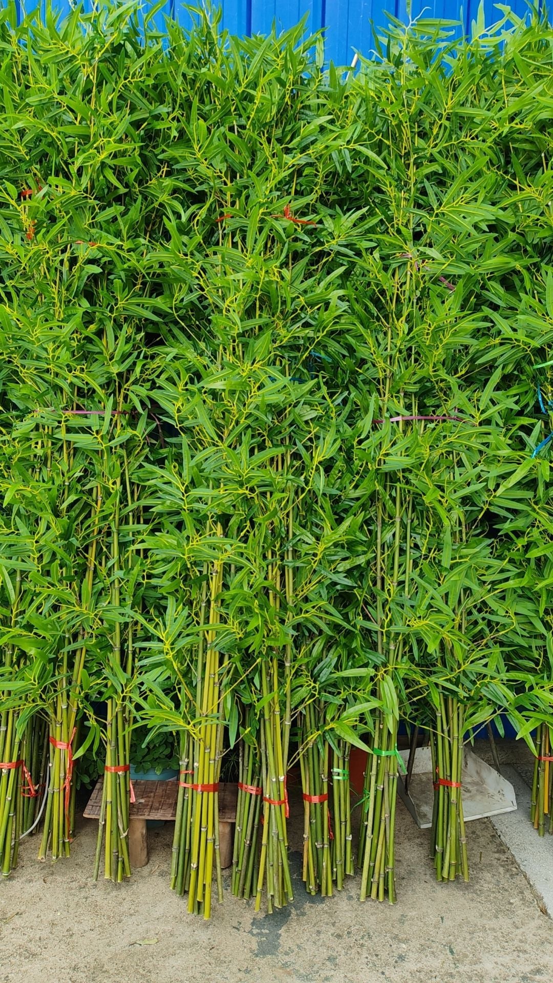 Artificial Bamboo Fake Bamboo Hotel Restaurant Home Indoor Partition Decoration Wholesale Green Plant