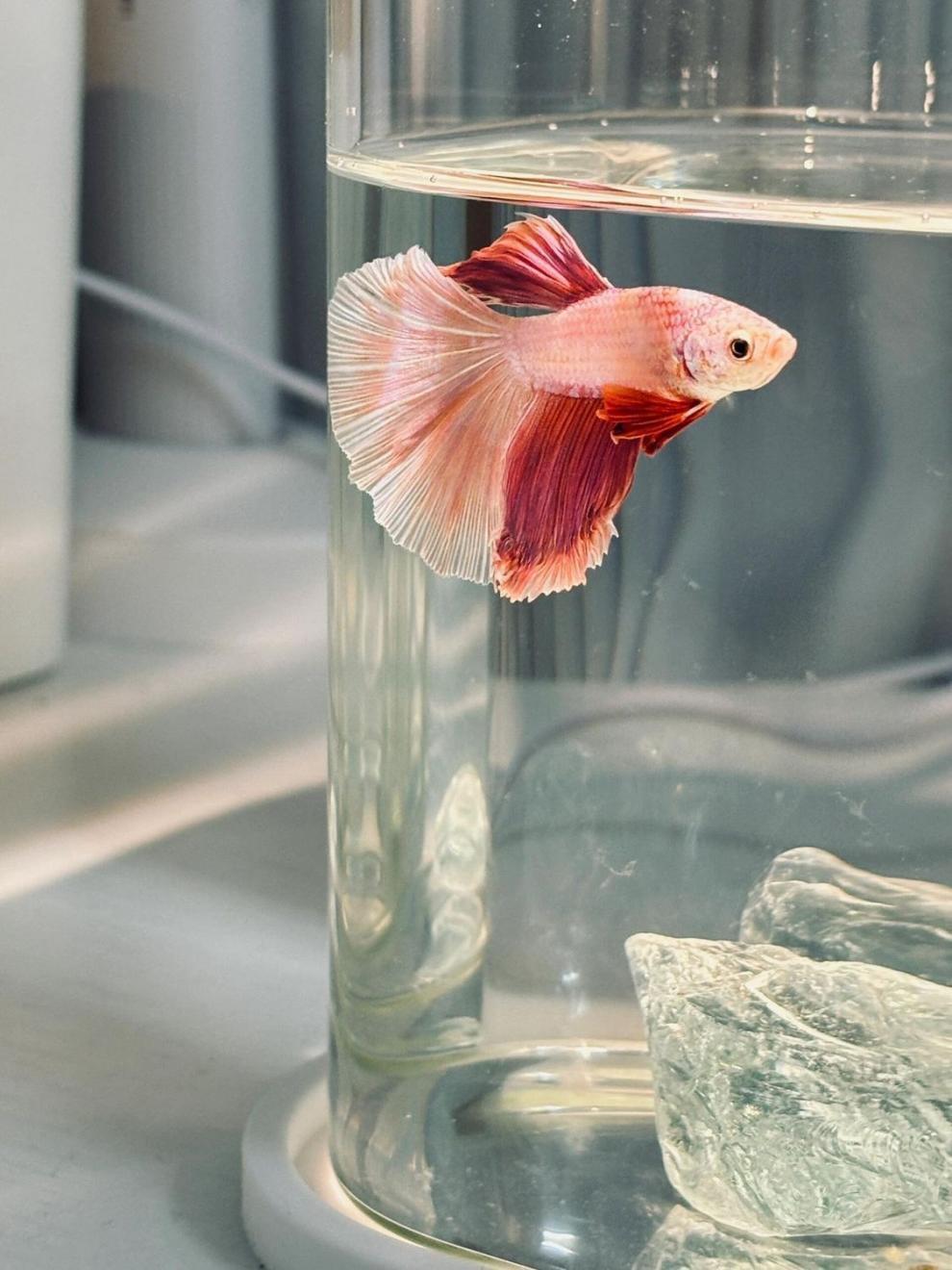 Fish Tank Betta Ultra-clear Small Lazy Glass Tank Living Room Creative Desktop Ornament Sensory Viewing Light