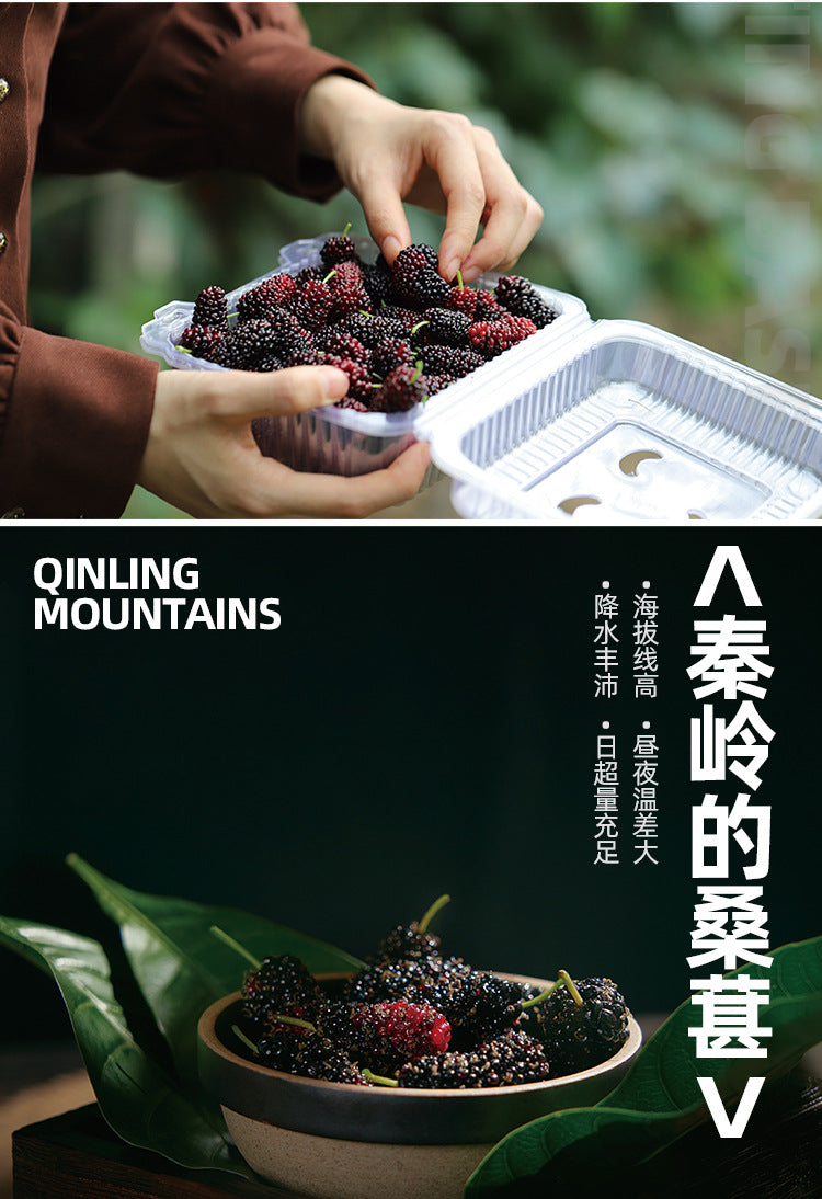 Western Region Meinong Mulberry Puree100ml*8bottle NFC Mulberry Juice100%Pure Freshly Squeezed Juice Beverage