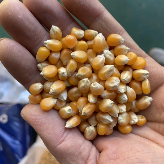 Explosive Corn Kernels Ball-Shaped Butterfly-Shaped Popcorn New Stock In-Stock Manufacturer Wholesale Luhu Ball Popcorn40Farm Products