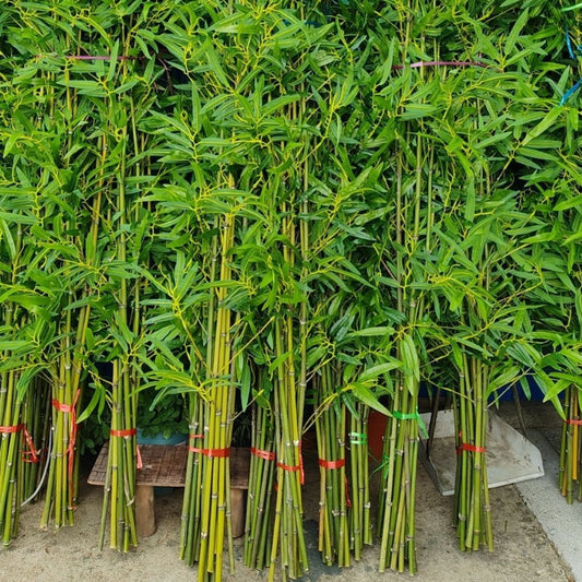Artificial Bamboo Fake Bamboo Hotel Restaurant Home Indoor Partition Decoration Wholesale Green Plant