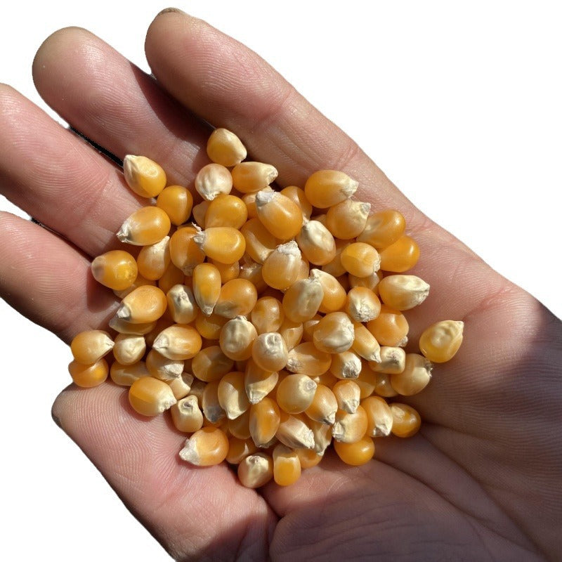 Explosive Corn Kernels Ball-Shaped Butterfly-Shaped Popcorn New Stock In-Stock Manufacturer Wholesale Luhu Ball Popcorn40Farm Products