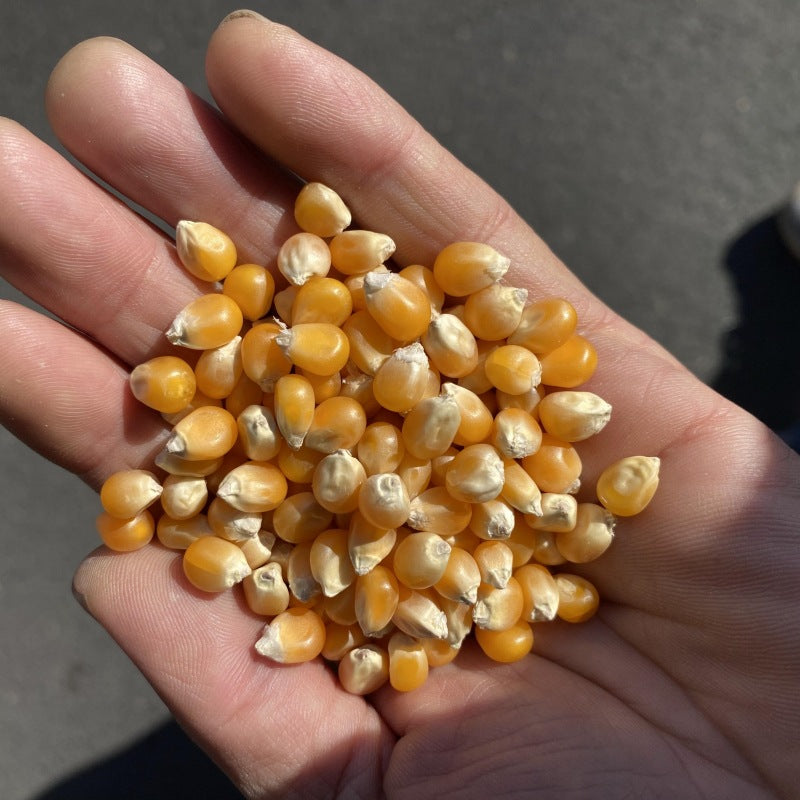 Explosive Corn Kernels Ball-Shaped Butterfly-Shaped Popcorn New Stock In-Stock Manufacturer Wholesale Luhu Ball Popcorn40Farm Products