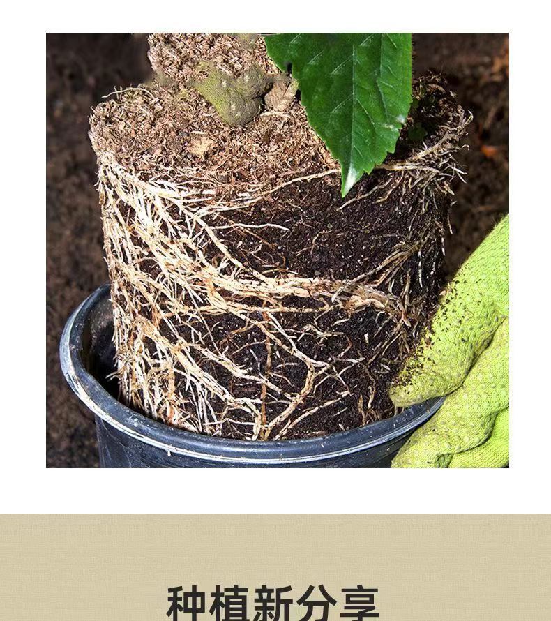 Nutrient Soil for Planting Flowers50Universal Succulent Nutrient Soil Garden Seedling Organic Breathable Loose Home Planting Flower Soil