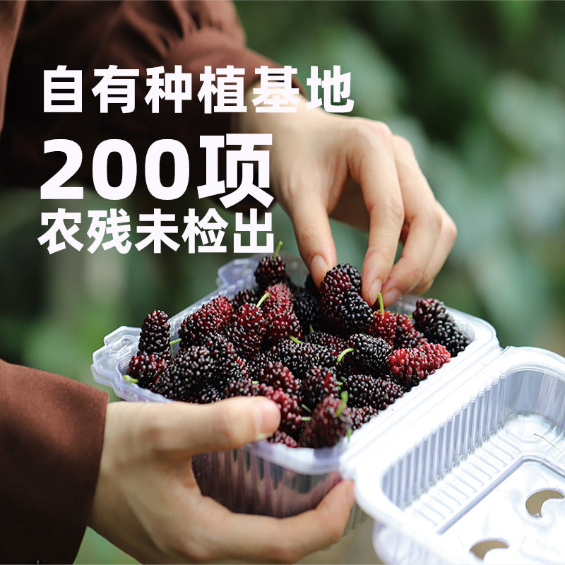 Western Region Meinong Mulberry Puree100ml*8bottle NFC Mulberry Juice100%Pure Freshly Squeezed Juice Beverage