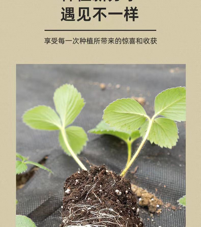 Nutrient Soil for Planting Flowers50Universal Succulent Nutrient Soil Garden Seedling Organic Breathable Loose Home Planting Flower Soil