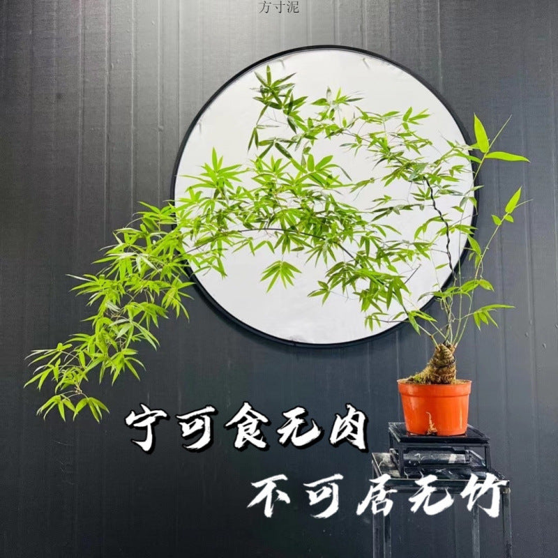 小叶簕竹根苗招财富贵竹根苗老桩绿植竹子盆栽室内成品茶桌名贵花