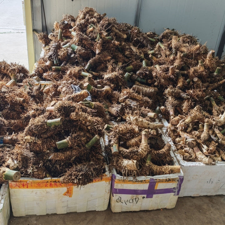 Small Leaf Bamboo Root Seedling Fortune Wealth Bamboo Root Seedling Old Plant Green Plant Bamboo Potted Plant Indoor Ready Made Tea Table Precious Flower