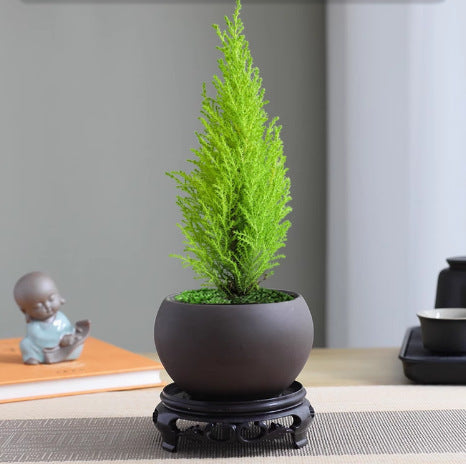 【放轻松】小香松圣诞树绿植柏树办公桌面植物盆栽节日礼品送礼物