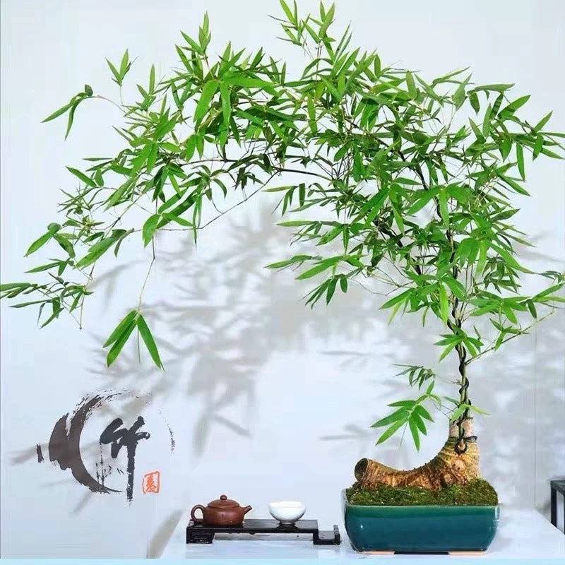 小叶簕竹根苗招财富贵竹根苗老桩绿植竹子盆栽室内成品茶桌名贵花