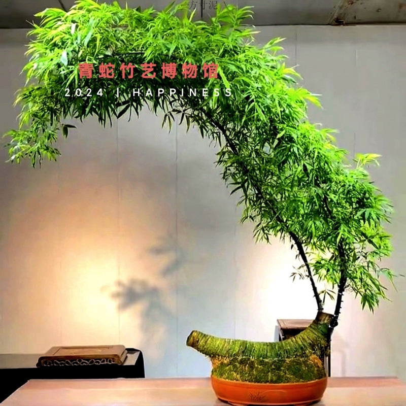 Small Leaf Bamboo Root Seedling Fortune Wealth Bamboo Root Seedling Old Plant Green Plant Bamboo Potted Plant Indoor Ready Made Tea Table Precious Flower