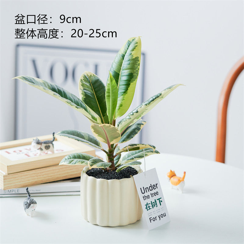 Rubber Tree Indoor Bonsai Plant – Easy Care Desktop Office & Balcony Green Plant