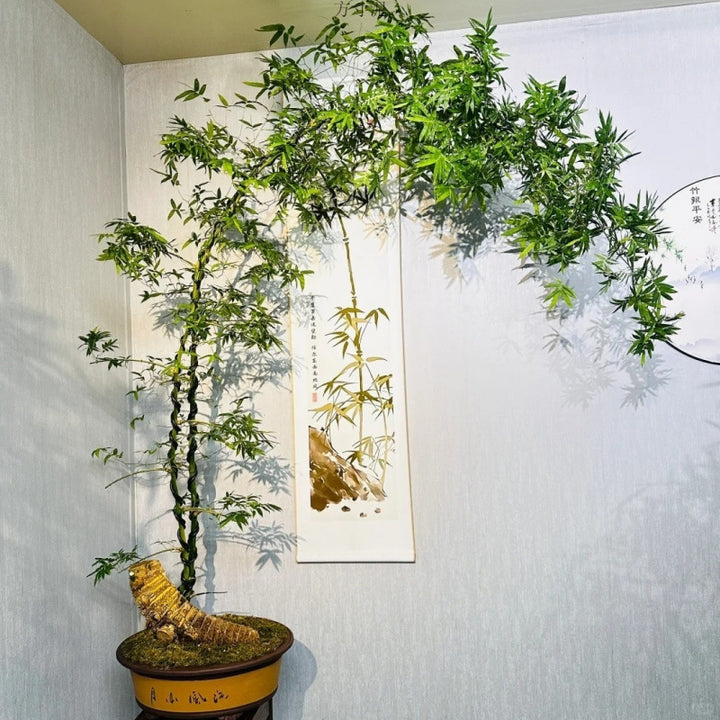 Small Leaf Bamboo Root Seedling Fortune Wealth Bamboo Root Seedling Old Plant Green Plant Bamboo Potted Plant Indoor Ready Made Tea Table Precious Flower