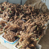 小叶簕竹根苗招财富贵竹根苗老桩绿植竹子盆栽室内成品茶桌名贵花
