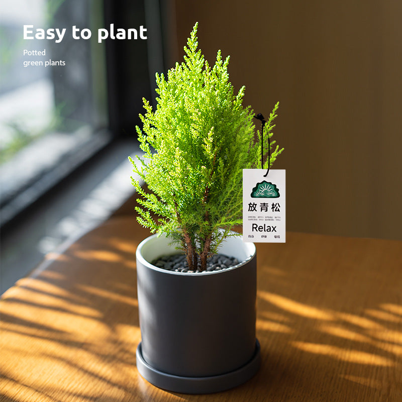 Light Small Office Gift Gift
