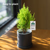 【放轻松】小香松圣诞树绿植柏树办公桌面植物盆栽节日礼品送礼物