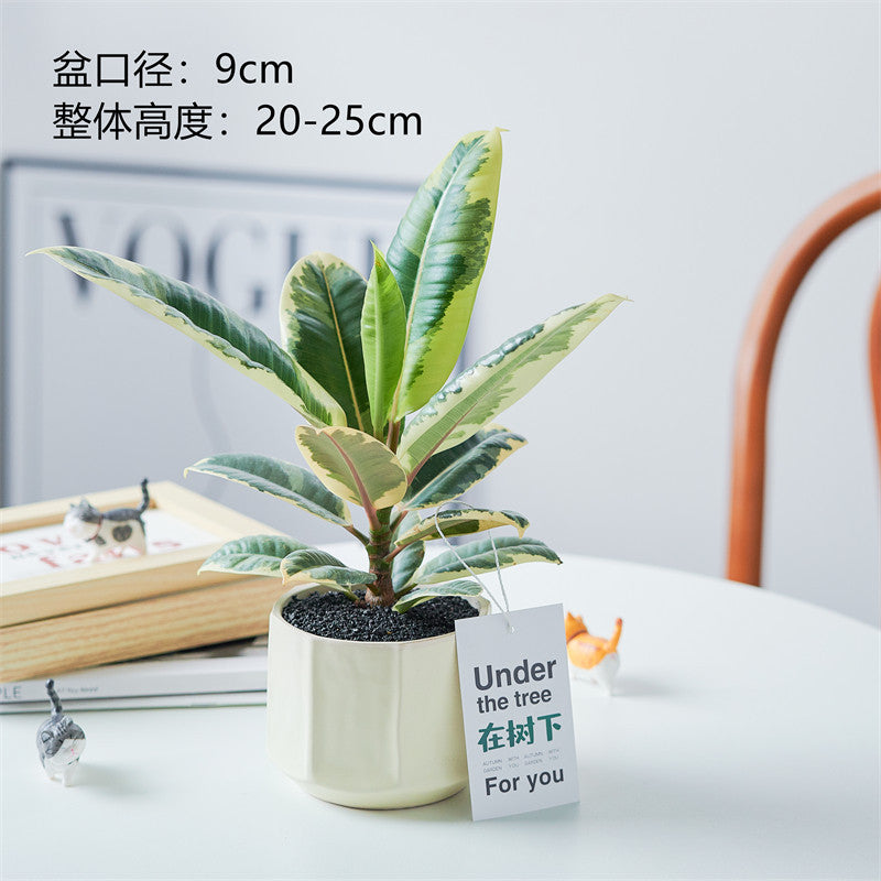 Rubber Tree Indoor Bonsai Plant – Easy Care Desktop Office & Balcony Green Plant