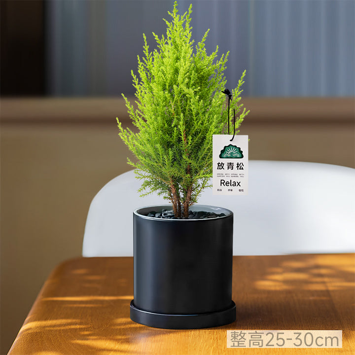 Light Small Office Gift Gift