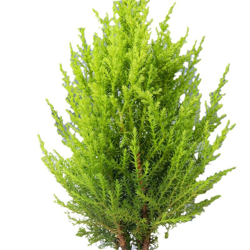 【放轻松】小香松圣诞树绿植柏树办公桌面植物盆栽节日礼品送礼物