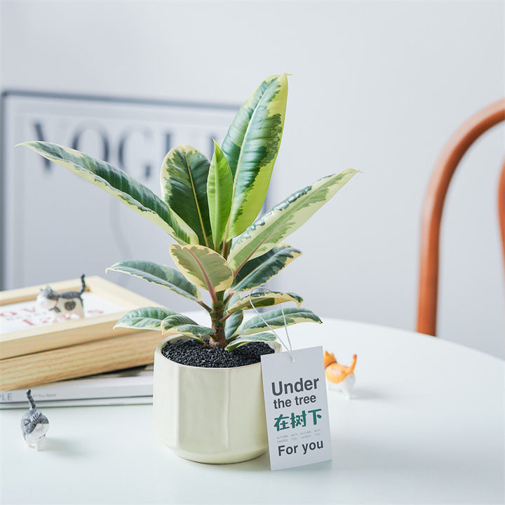 Rubber Tree Indoor Bonsai Plant – Easy Care Desktop Office & Balcony Green Plant