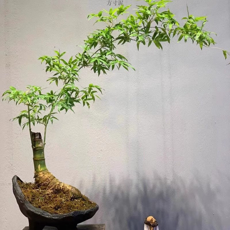 小叶簕竹根苗招财富贵竹根苗老桩绿植竹子盆栽室内成品茶桌名贵花