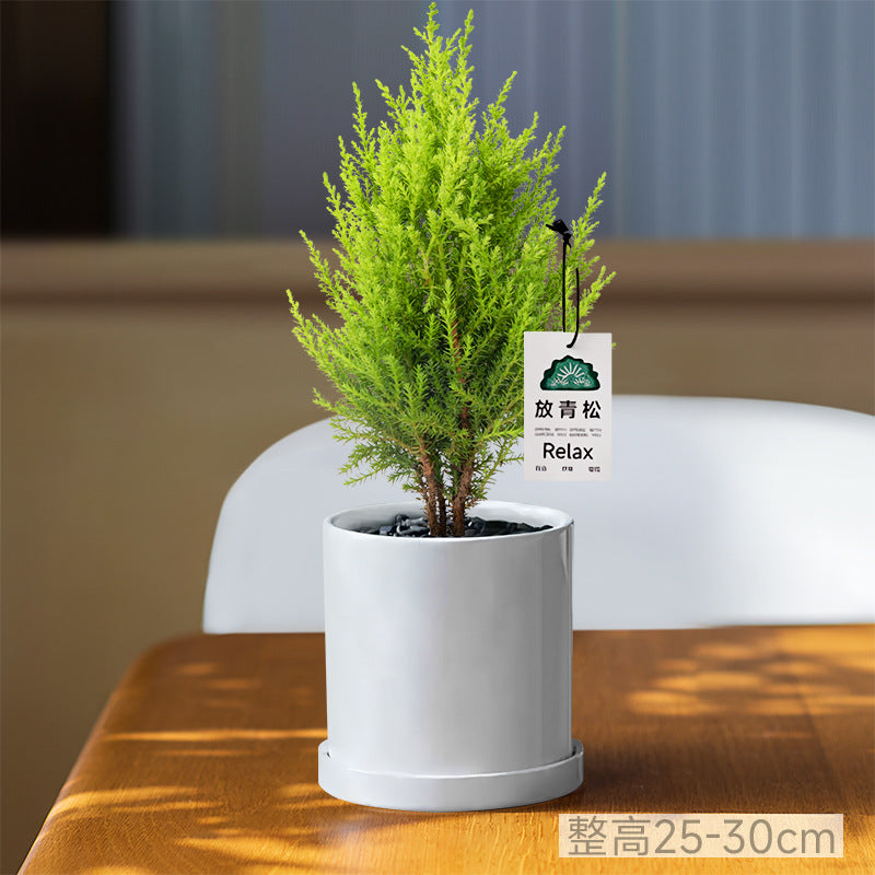 Light Small Office Gift Gift