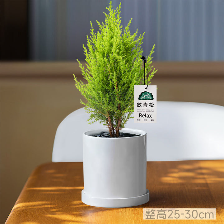 Light Small Office Gift Gift