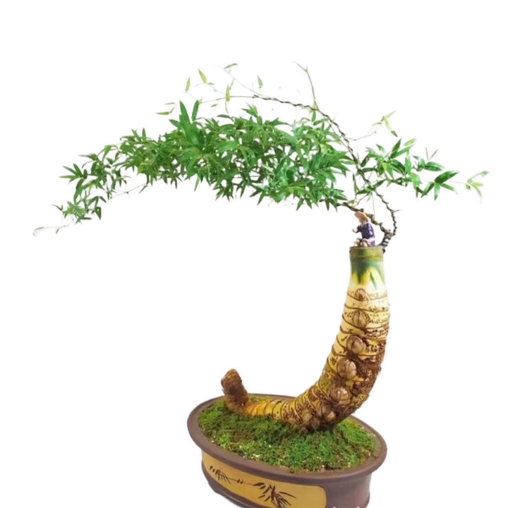 Small Leaf Bamboo Root Seedling Fortune Wealth Bamboo Root Seedling Old Plant Green Plant Bamboo Potted Plant Indoor Ready Made Tea Table Precious Flower