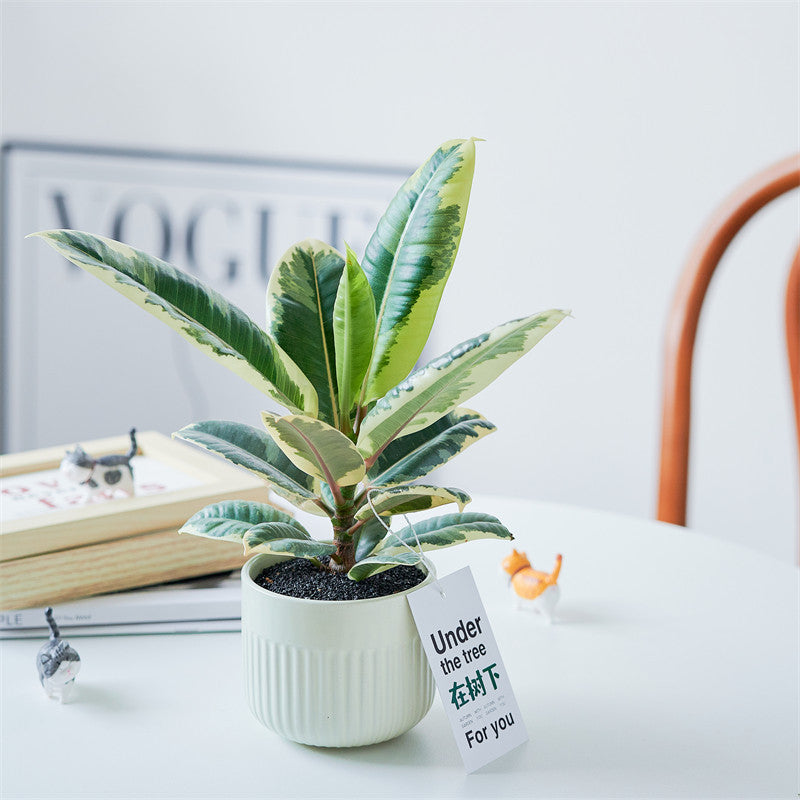 Rubber Tree Indoor Bonsai Plant – Easy Care Desktop Office & Balcony Green Plant
