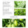 KORMESIC芦荟袋装脱毛蜡豆Hair removal beeswax温和去毛跨境批发