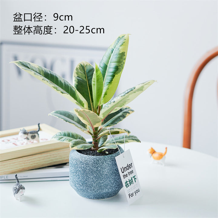 Rubber Tree Indoor Bonsai Plant – Easy Care Desktop Office & Balcony Green Plant