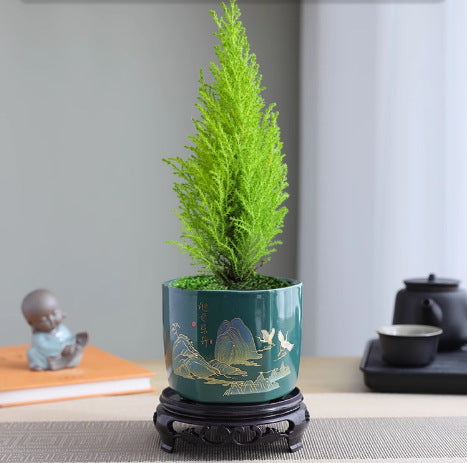 【放轻松】小香松圣诞树绿植柏树办公桌面植物盆栽节日礼品送礼物