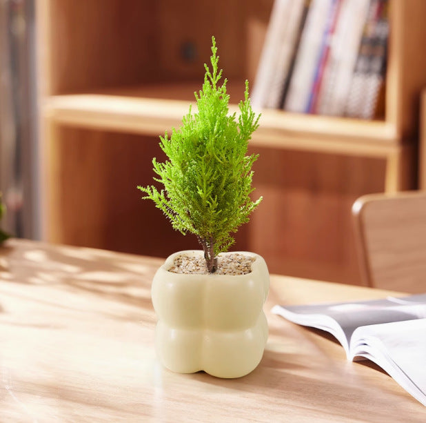 【放轻松】小香松圣诞树绿植柏树办公桌面植物盆栽节日礼品送礼物