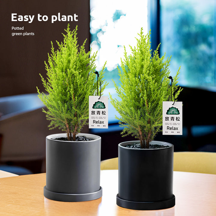 Light Small Office Gift Gift