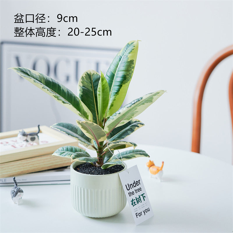 Rubber Tree Indoor Bonsai Plant – Easy Care Desktop Office & Balcony Green Plant