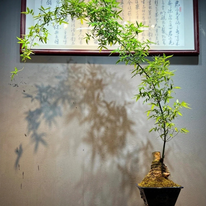 Small Leaf Bamboo Root Seedling Fortune Wealth Bamboo Root Seedling Old Plant Green Plant Bamboo Potted Plant Indoor Ready Made Tea Table Precious Flower