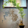 小叶簕竹根苗招财富贵竹根苗老桩绿植竹子盆栽室内成品茶桌名贵花