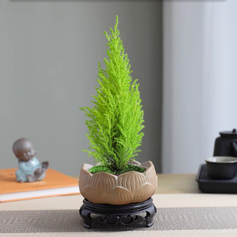 【放轻松】小香松圣诞树绿植柏树办公桌面植物盆栽节日礼品送礼物