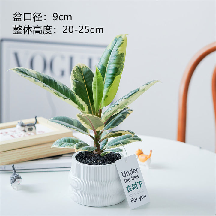 Rubber Tree Indoor Bonsai Plant – Easy Care Desktop Office & Balcony Green Plant