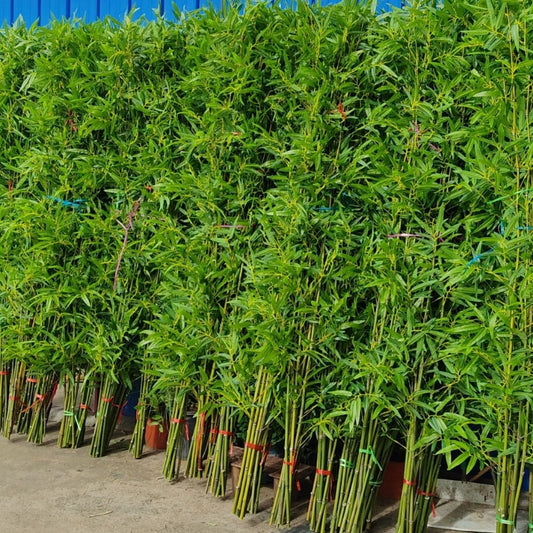 Artificial Bamboo Fake Bamboo Hotel Restaurant Home Indoor Partition Decoration Wholesale Green Plant