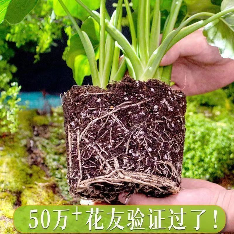 Nutrient Soil for Planting Flowers50Universal Succulent Nutrient Soil Garden Seedling Organic Breathable Loose Home Planting Flower Soil