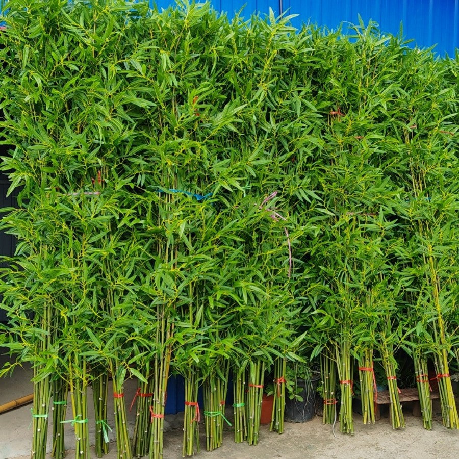 Artificial Bamboo Fake Bamboo Hotel Restaurant Home Indoor Partition Decoration Wholesale Green Plant